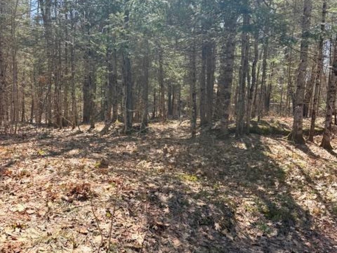 1464 BUCKSLIDE ROAD, Algonquin Highlands (Stanhope)