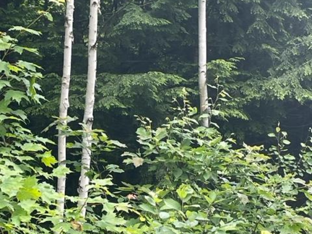 0 BIG HAWK LAKE ROAD, Algonquin Highlands (Stanhope)