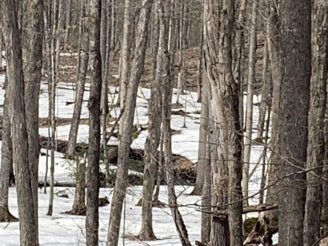 0 KASHAGAWIGAMOG LAKE ROAD, Dysart et al (Dysart)