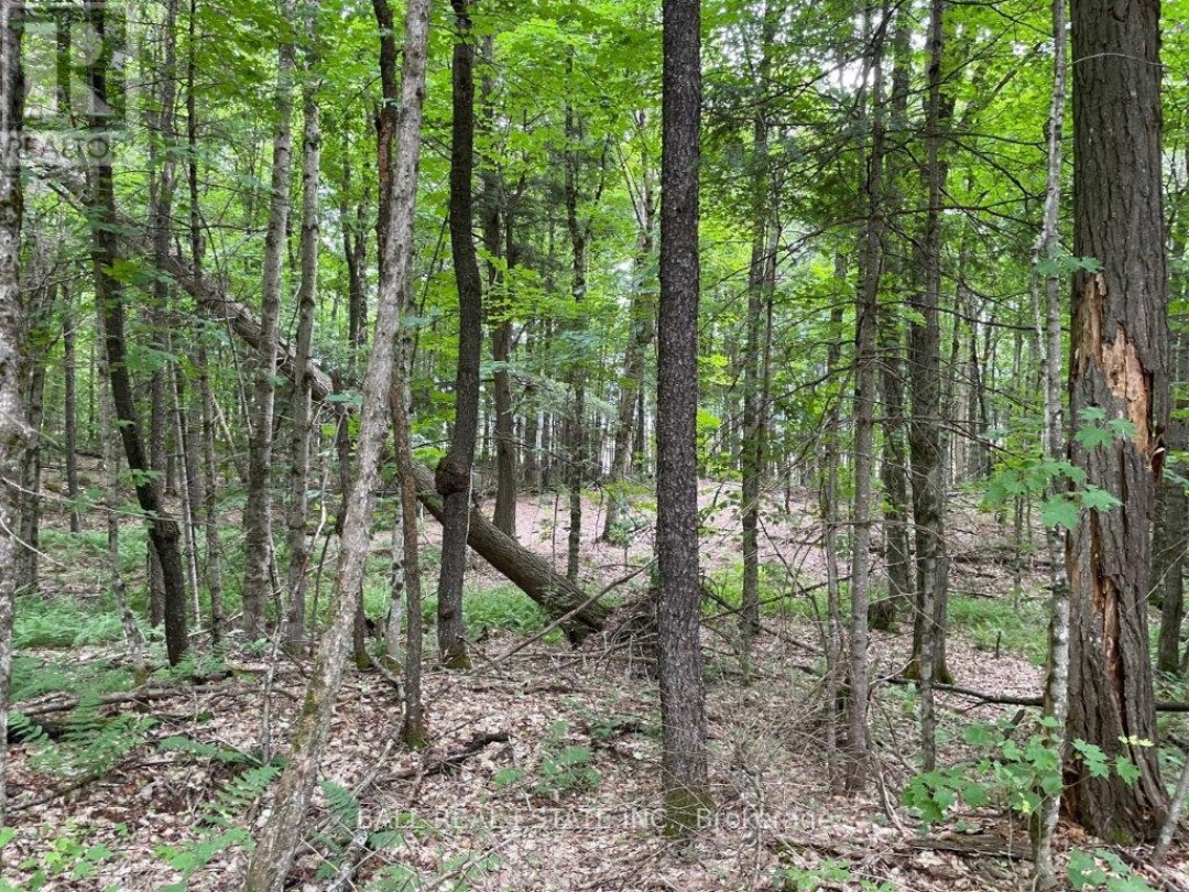 1350 HALIBURTON LAKE RD, Dysart et al (Dysart)