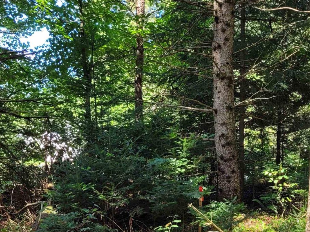 1059 ABLETT COURT, Algonquin Highlands (Stanhope)