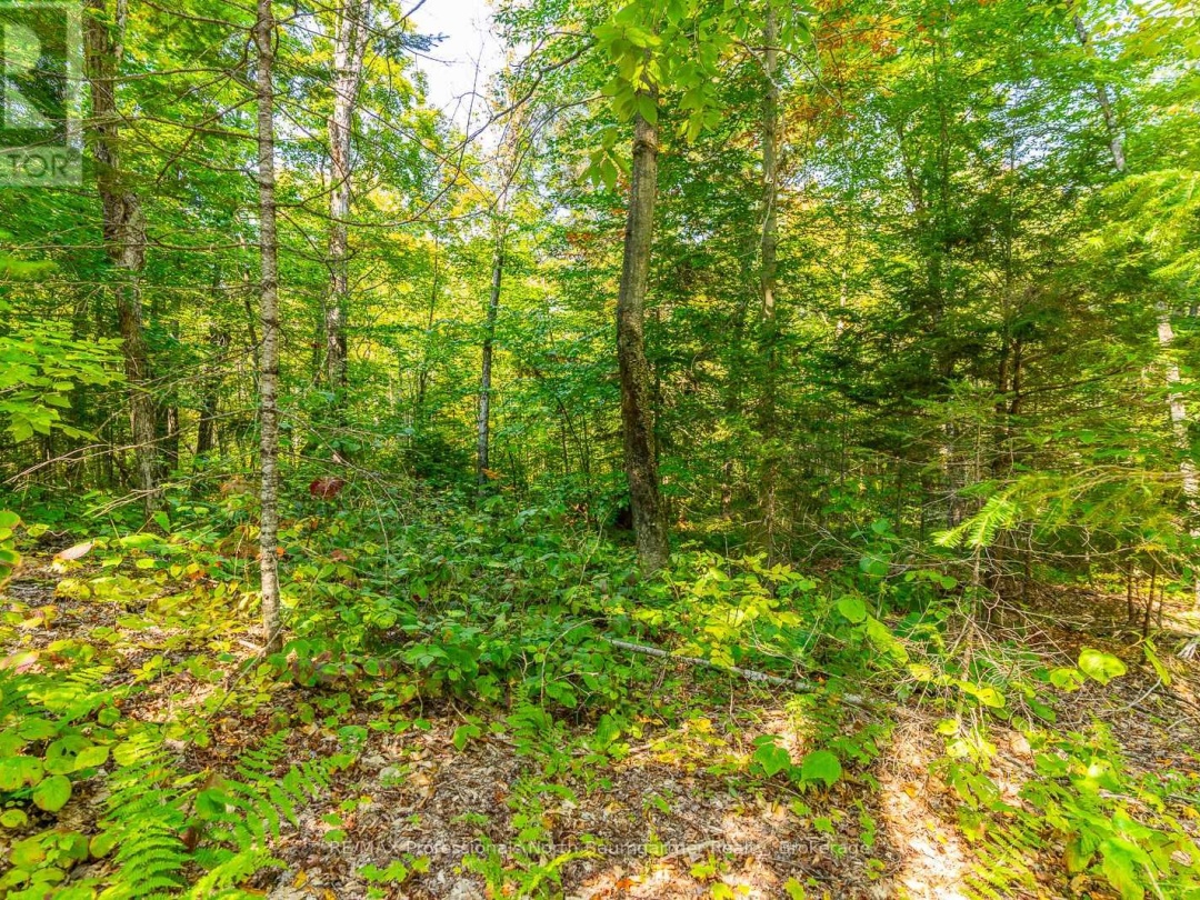 LOT 49 BASSHAUNT LAKE ROAD, 