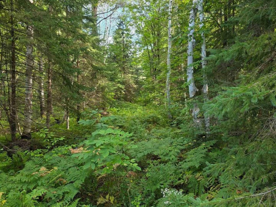 671 LYNX LAKE ROAD, 