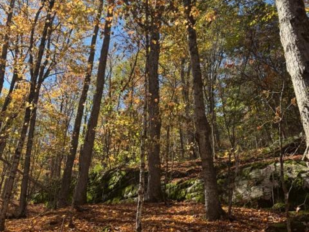 1231 BIG HAWK LAKE ROAD, Algonquin Highlands (Stanhope)
