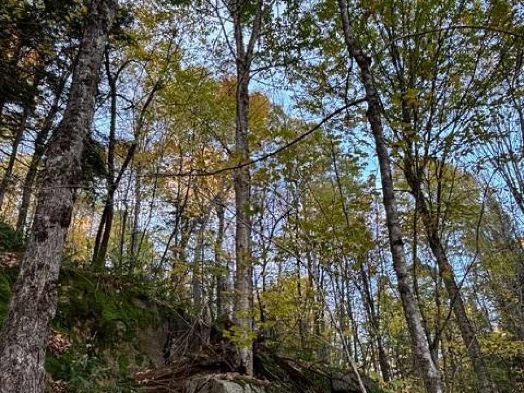 1231 BIG HAWK LAKE ROAD, Algonquin Highlands (Stanhope)