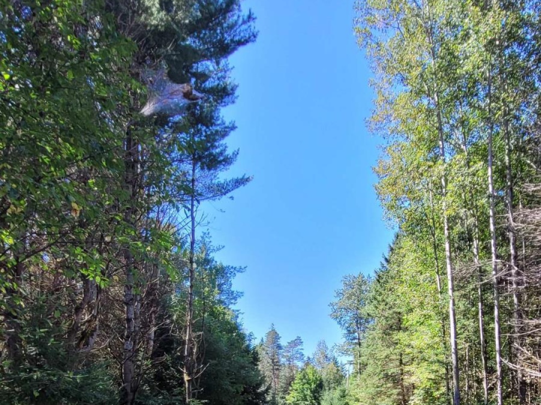 1059 ABLETT COURT, Algonquin Highlands (Stanhope)