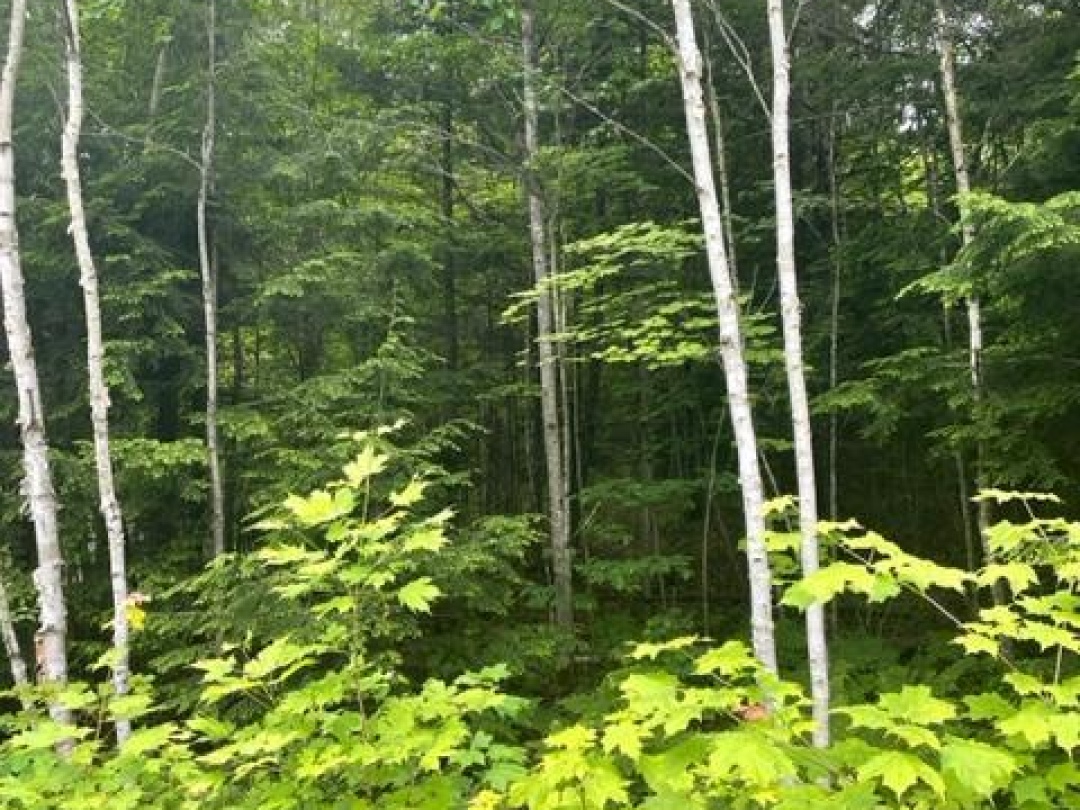 0 BIG HAWK LAKE ROAD, Algonquin Highlands (Stanhope)