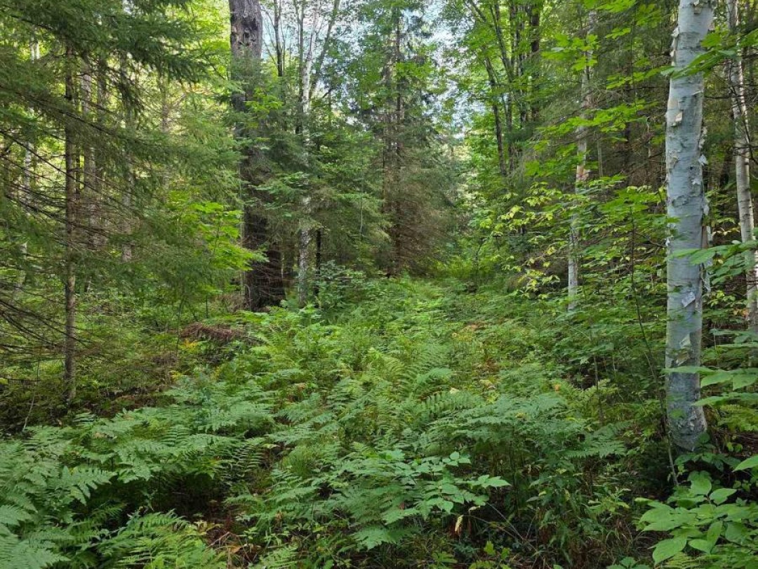 671 LYNX LAKE ROAD, 
