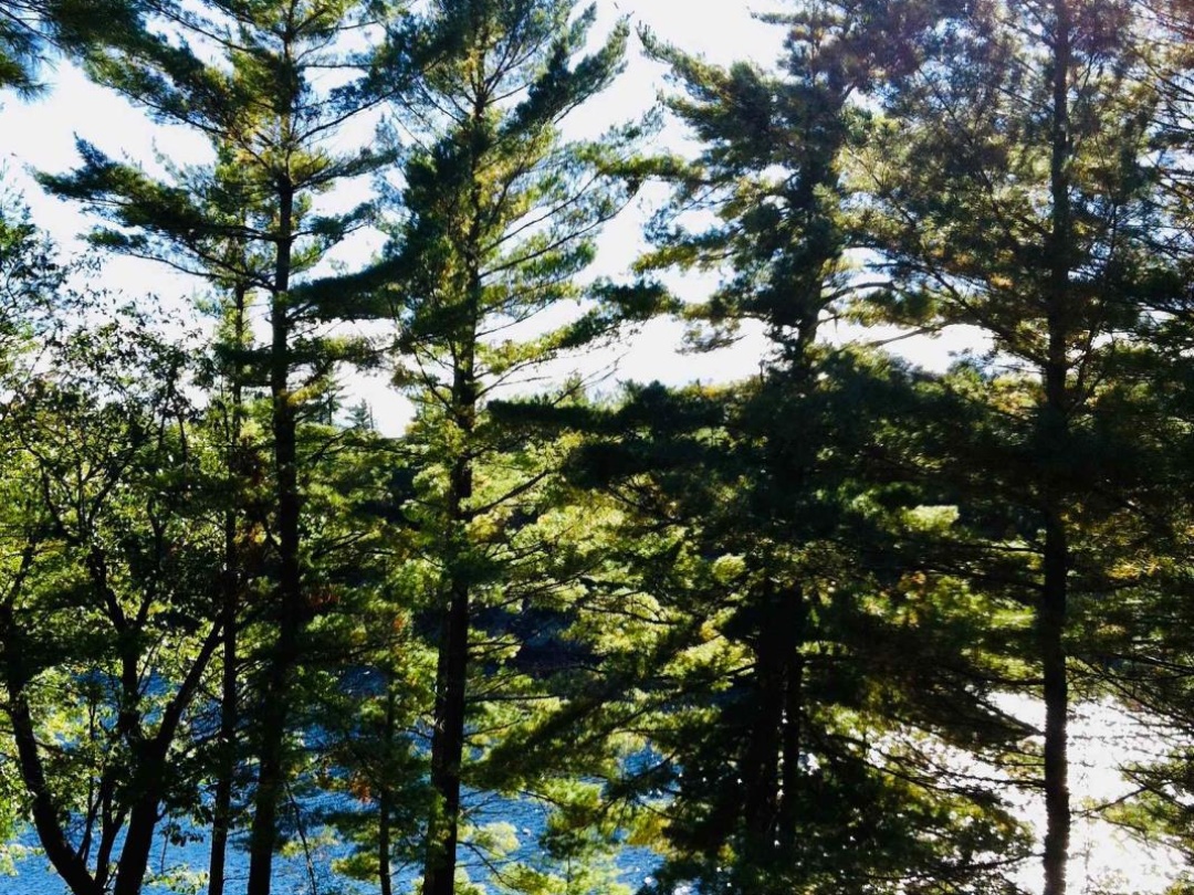 1112 SAM COOK ROAD, Little Sunny Lake