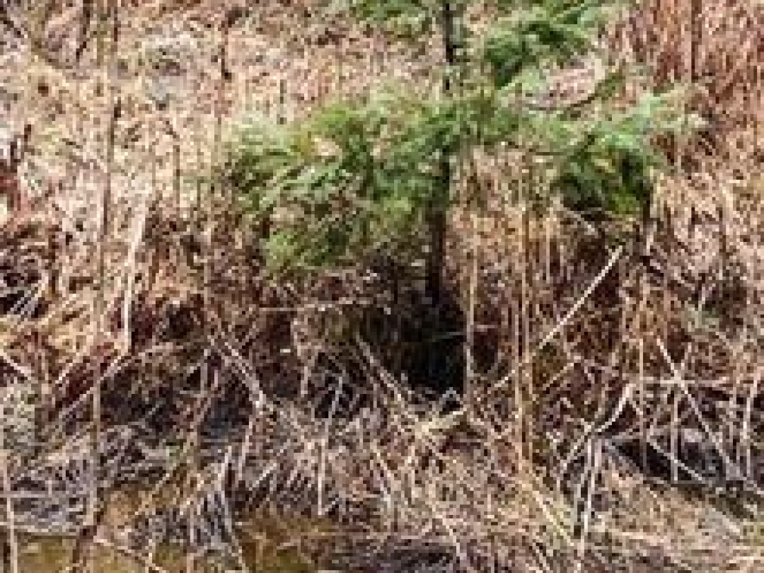 0 BURNT RIVER ROAD, Kawartha Lakes (Somerville)