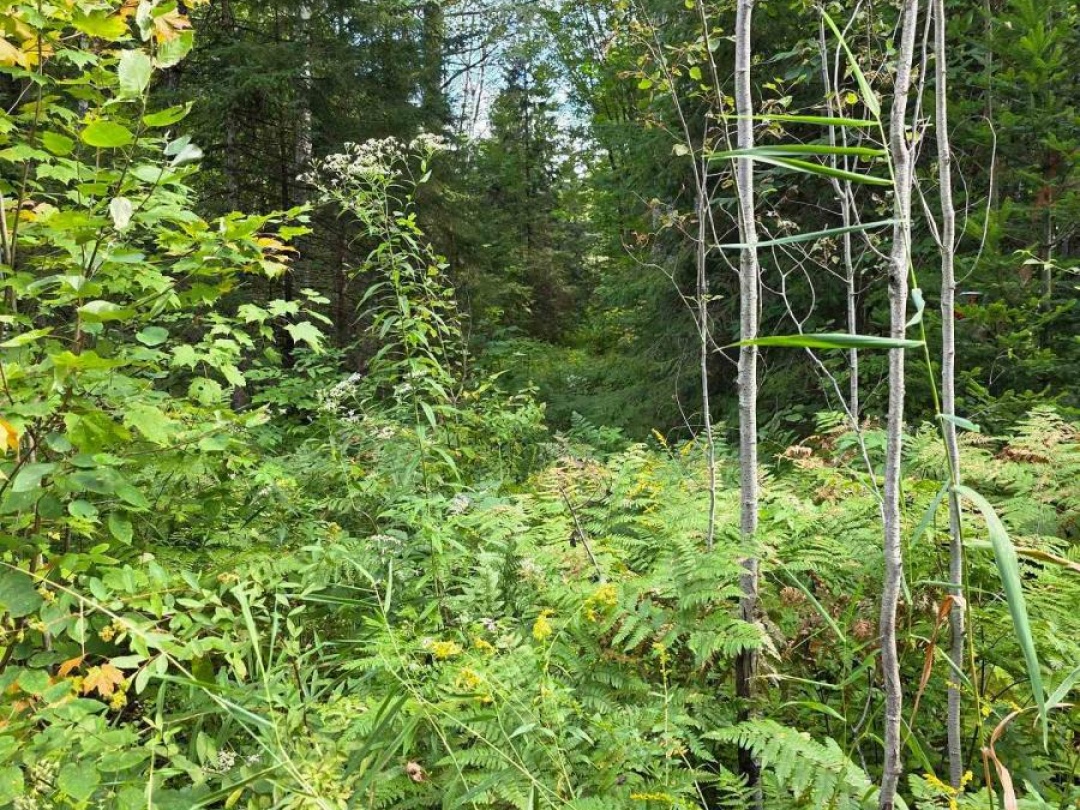 671 LYNX LAKE ROAD, 