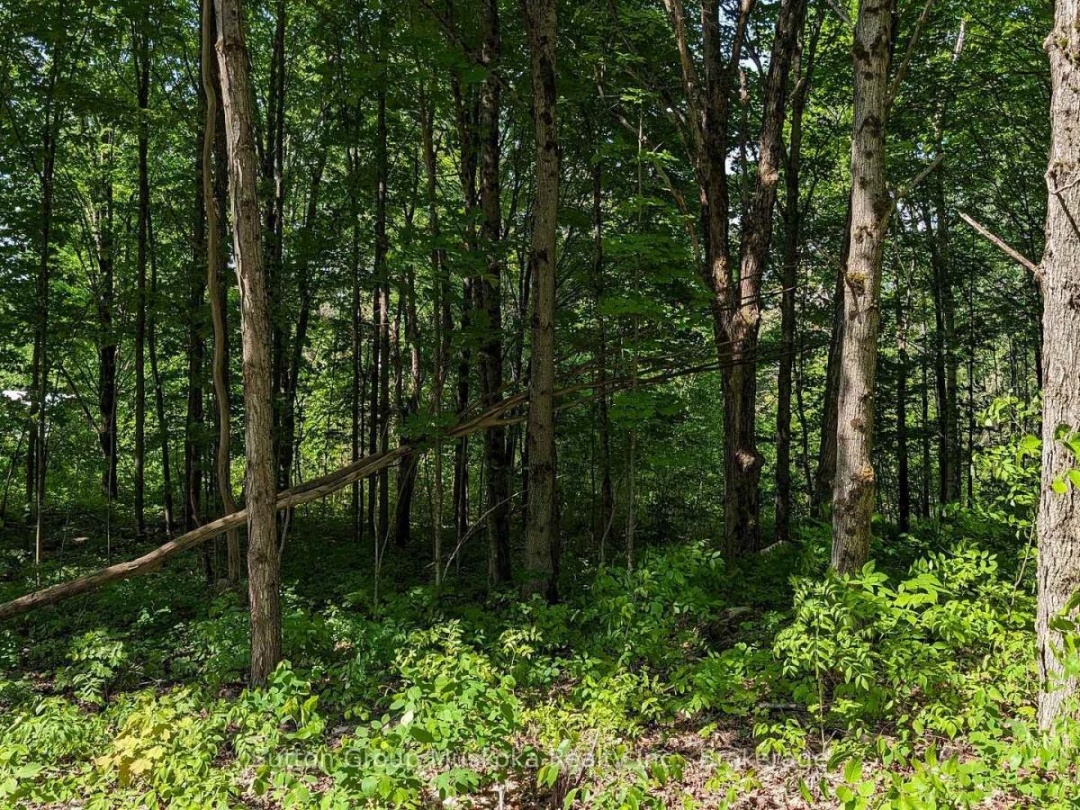 LOT 2 TALLY-HO WINTER PARK ROAD, 