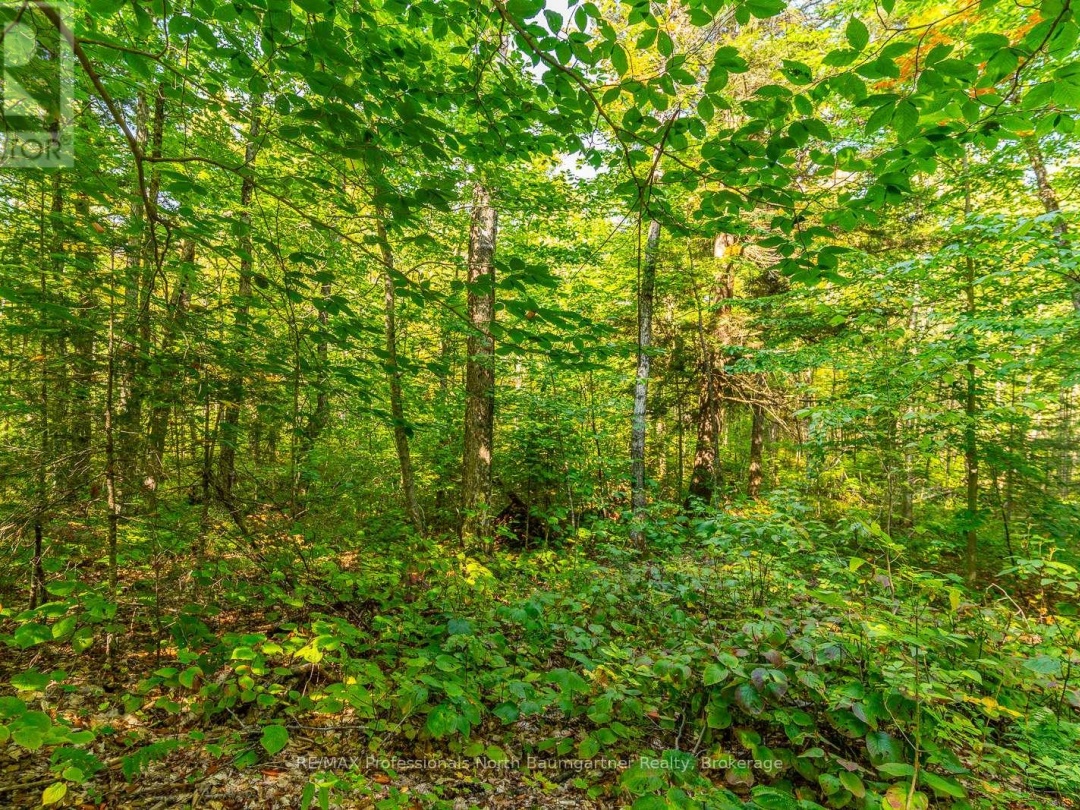 LOT 49 BASSHAUNT LAKE ROAD, 