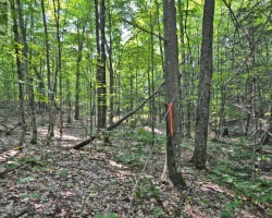 Property for Sale on PART 1 - 0 LYNDSEY LANE, McKellar