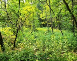 Property for Sale on 26 - 35 MOUNT VERNON TRAIL, Huntsville (Chaffey)