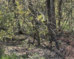 Property for Sale on 153 COURTLAND STREET, 